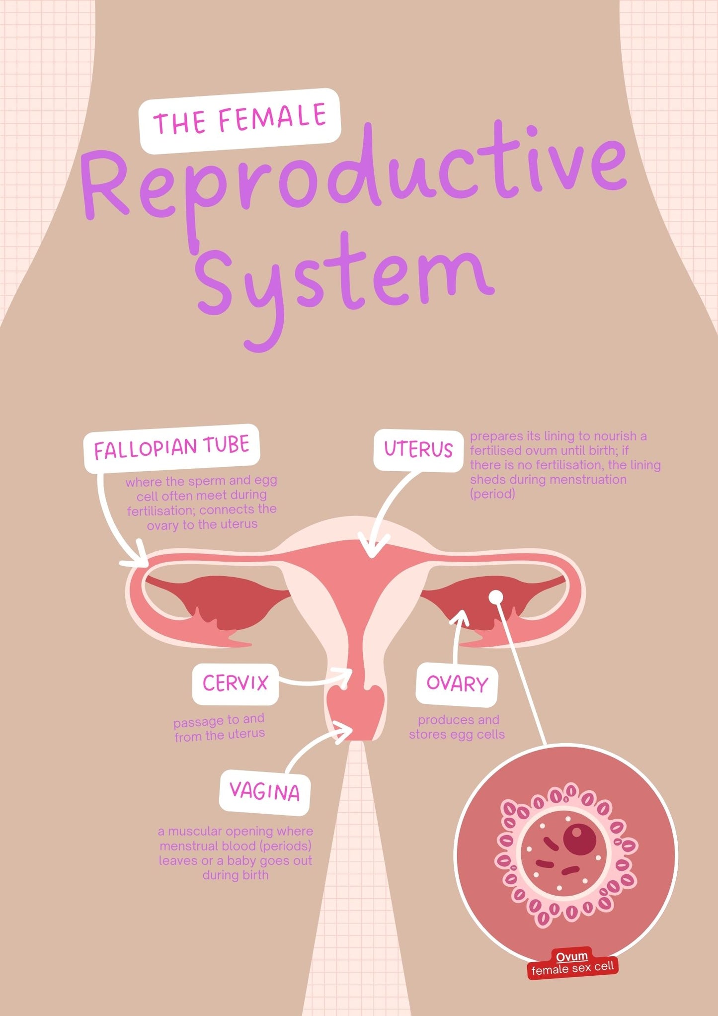 Poster - Reproductive System - Male and Female